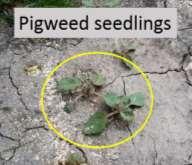 destruction of two pigweed