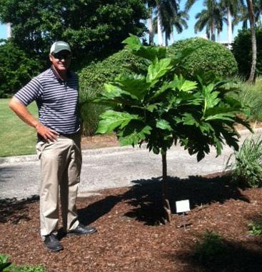 us/dep/ deputate/airwaste/wm/recycle/tea/tea1.htm. We recommend that all fruit trees, including breadfruit, are pruned annually.