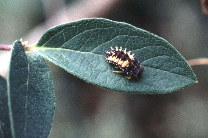 leaving behind a clear material. As the larvae mature, they make holes in the leaf and eventually may consume all of the leaf but the major veins.