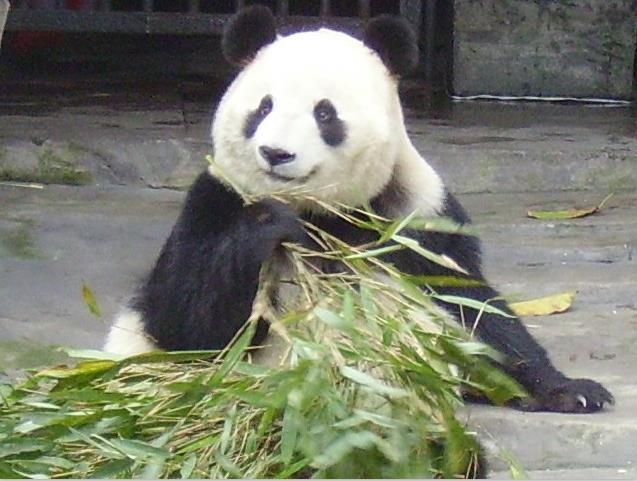 It is mainly responsible for "the important base of wildlife relocation and protection, the breeding and research base of giant panda, the living classroom of popular science propaganda and