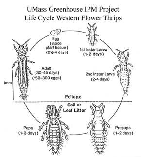 WFT Life cycle Above ground mobile stages can be killed by pesticides and predaceous mites (Amblysieus, Neoseiulus) Below ground stage can t be killed by pesticides, but may be killed by predaceous