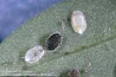 Whiteflies Produce honeydew and cause sooty mold