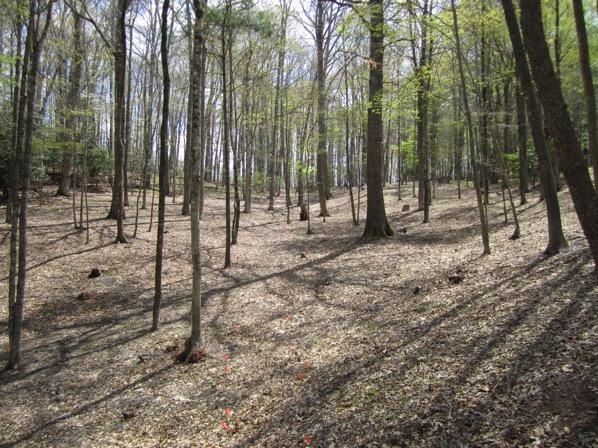 Need a shaded site. Mixed hardwood forest; some pines okay.