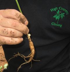 Ginseng is challenging to grow Methods: woods grown, wildsimulated,