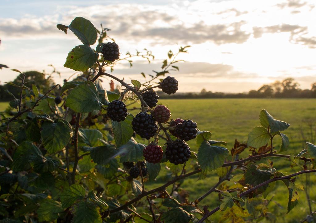 2 3 When hedgerows are cherished and carefully maintained, they are a resource of great value to wildlife, and of tremendous natural beauty. Contents Hedgerows are important.