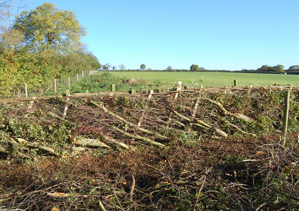 the base of the hedge. Hedge laying Cattle and horses lean against hedges and make gaps, while sheep push through hedge bases.