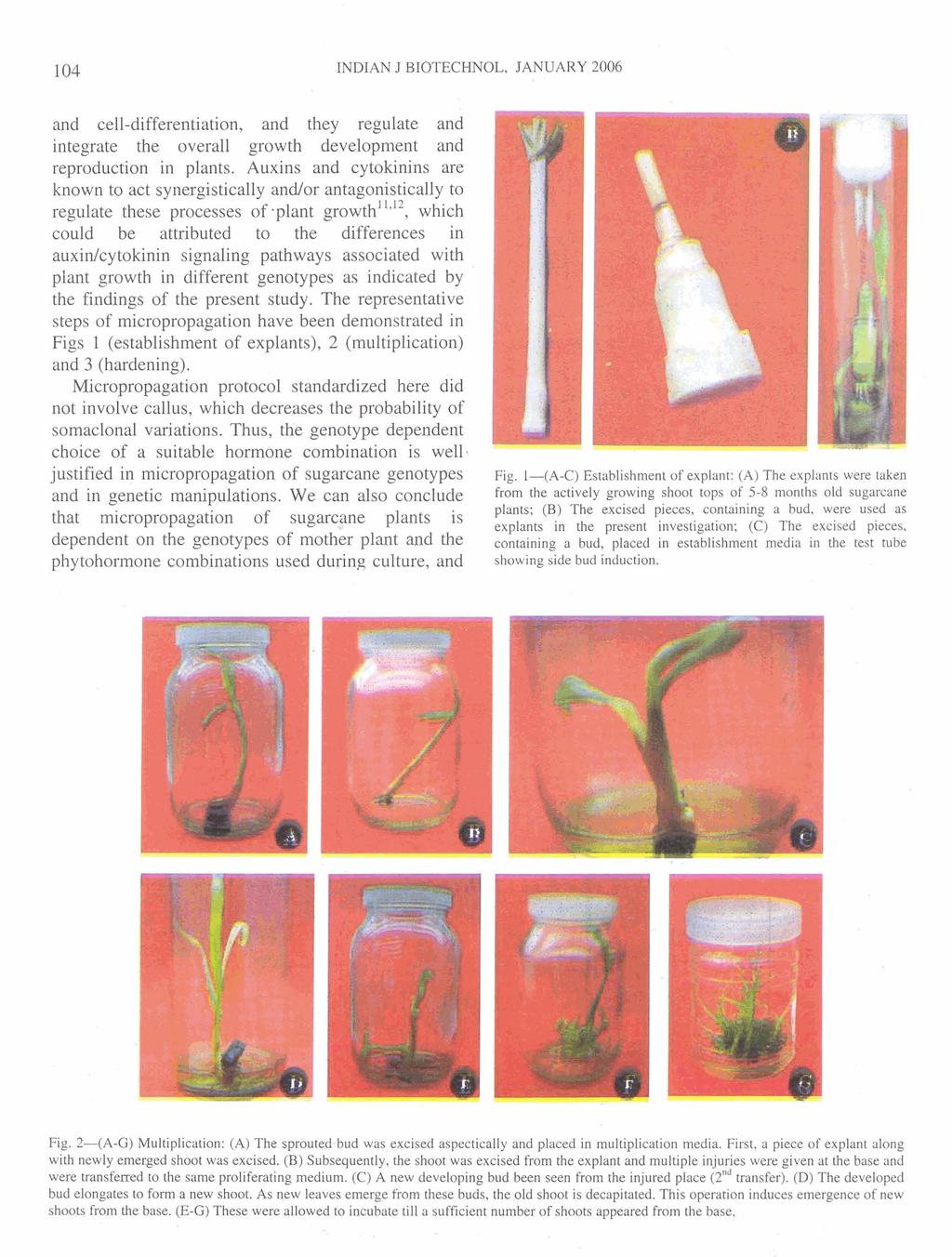 INDIAN J BIOTECHNOL, JANUARY 2006 and cell-differentiation, and they regulate and integrate the overall growth development and reproduction in plants.