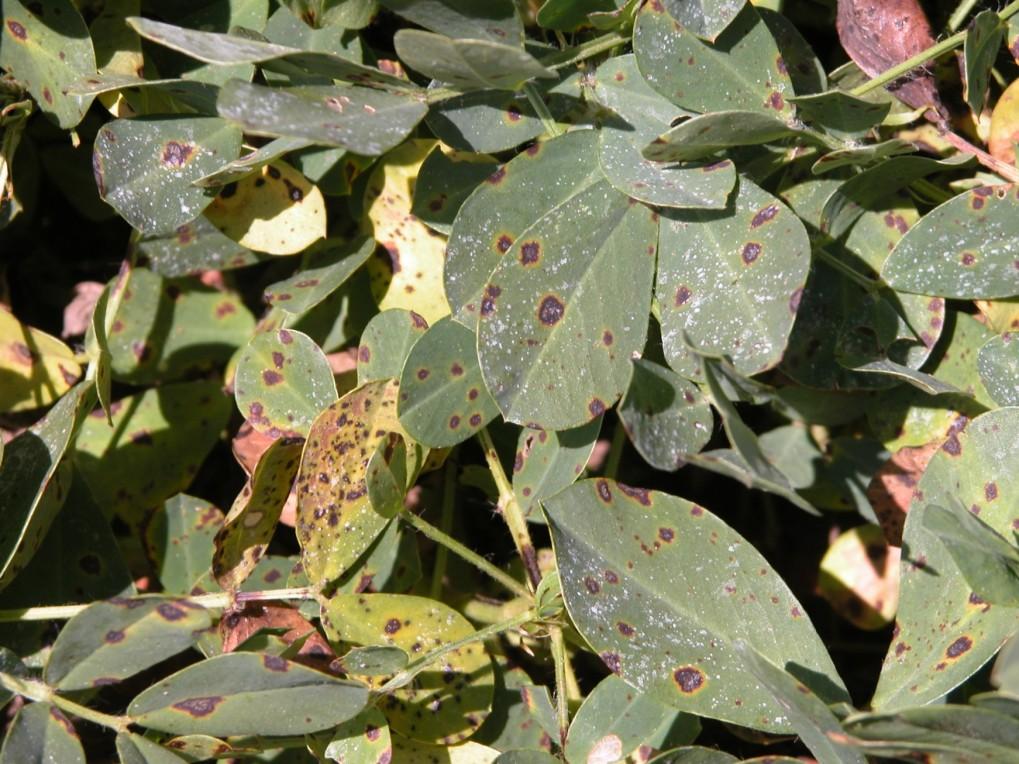 Volume 7, Issue 3 PEANUT PROGRESS August 2013 In this issue CURRENT CROP CONDITION Acreage report and drought update Water requirements and yield estimates INSECT UPDATE Accessing insect damage