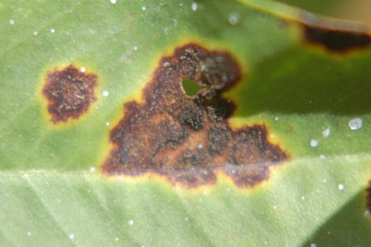 The disease can be routinely found in parts of the Rolling Plains, predominantly the northern panhandle (such as Armstrong, Collingsworth and Donley counties).