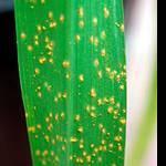 Rust Diseases of Ornamental Crops Introduction Rust diseases are common fungal infections that affect a wide range of floricultural crops, including Aster, Carnation, Fuchsia, Florist's geranium