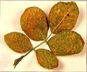 Geranium rust caused by Puccinia pelargoni-zonalis is most serious on Florist's geraniums (Pelargonium X hortorum), but has also been reported on zonal geraniums and seedling geraniums.