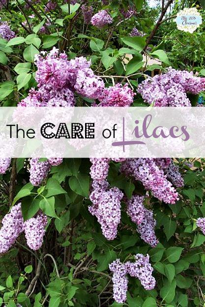 When To Prune Lilacs And General Care Guidelines my1929charmer.