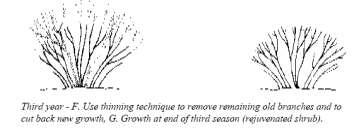 Slide 57 Renewal Pruning: Year 3 57 Remove final 1/3 of stems in 3 rd year,