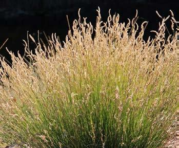 Bushy Beardgrass HEIGHT: 2 to 4 TYPE: Grass