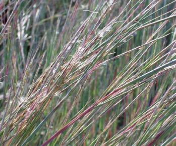 Edge Carex albicans White-Tinged Sedge
