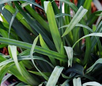Grass HARDINESS: Zone 4 to 9 BLOOM COLOR: