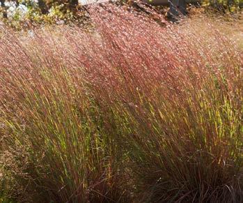 heterolepis Switchgrass TYPE: Grass HARDINESS: Zone 3 to
