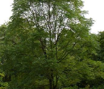 TREES Gymnocladus dioicus Espresso Seedless Kentucky