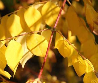 BLOOM PERIOD: June FALL LEAF COLOR: Yellow LOCATION: