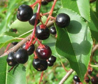 Berries in Fall Quercus bicolor Swamp White Oak