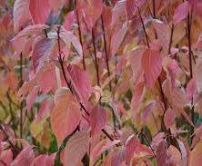 Cardinal Red Osier Dogwood HEIGHT: 6 to 12 TYPE: