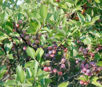 ATTRIBUTE: Blue Berries in Fall Potentilla fruticosa