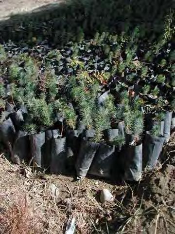 Container Conifer Seedling Production 1. Polybag size minimum 10 cm x 20 cm. 2. Use polybags that will remain intact for at least two years. 3.