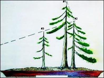 Trees may be grouped into two separate groups. The tallest tree is in the major group. Each group presents its own outline in the form of a scalene triangle.