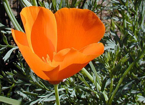 Appendix: Original Protocol submitted by Maddie Scweitzer in 2005: Plant Data Sheet for Eschscholzia californica, California poppy Species