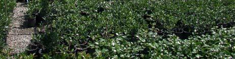 ramorum found October 2004, Hines Nursery (OR) Over 30,000 rhododendron and