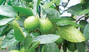 For Citrus Trees Ultra-Grow