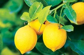 Use on HLB (citrus greening) infected