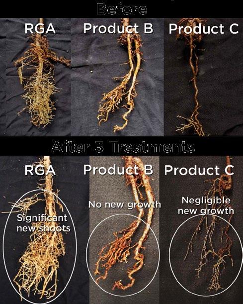 root development 3 Months after treatments.