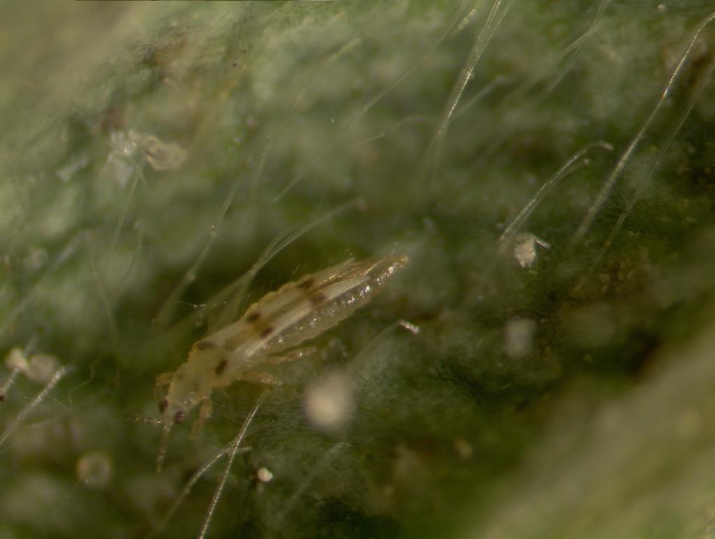 Six-spotted thrips