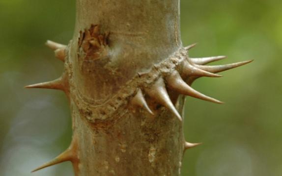 Know Your Deer Plants: Devil s Walking Stick Aralia spinosa, or devil s walking stick, is a moderate to highly preferred deer browse from the ginseng family (Araliaceae) found throughout the