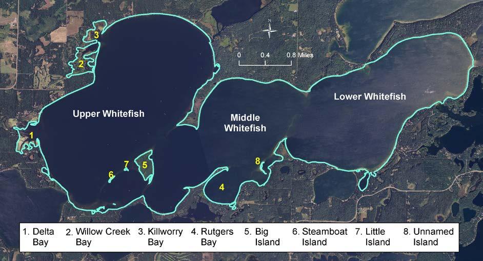 Lake Characteristics The main flow into Whitefish Lake is from the Pine River as it enters Delta Bay at the west end of the lake.