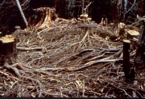 Root structure belowground 25 Many counties in the U.S.