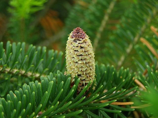 I don t know anyone who grows conifers specifically for their cones, but there is surprising beauty and interest to be found here. Pollen cones are ephemeral, though often quite colorful.