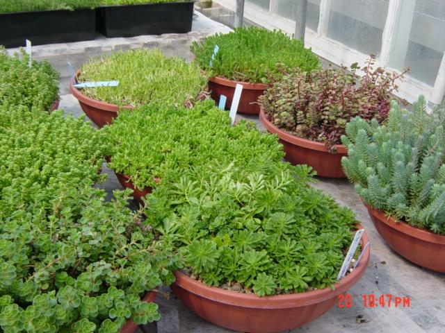 Green Roof Plants Crassulacae Acid Metabolism (CAM) Plants Arid Region (Desert) Plants Stomates open at night