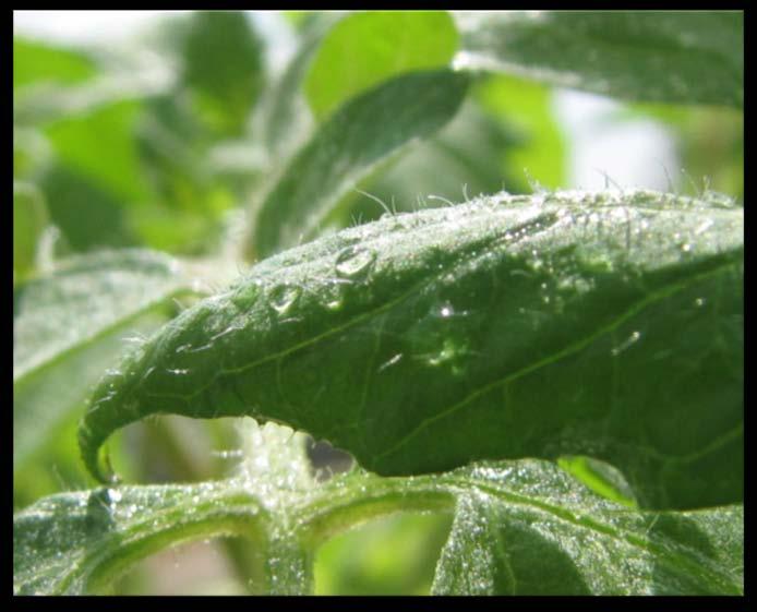 Most foliar diseases require. Leaf wetness Optimum temperatures Warm for bact.