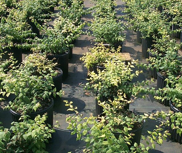 Yellow Alert Mid-summer frequently brings high temperatures and elevated root zone temperatures in container grown nursery crops.