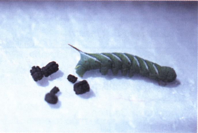 Hornworm. Spider Mites. Leafhopper. Wireworm (Click Beetle larva). Squash Bugs. Squash Bug eggs.