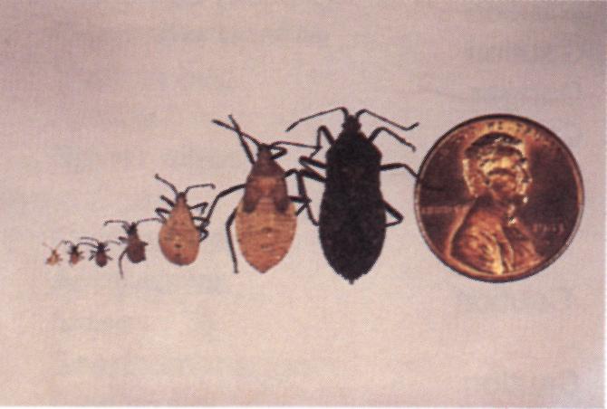 There are few natural controls limiting their numbers and damaging populations must be treated with insecticides.