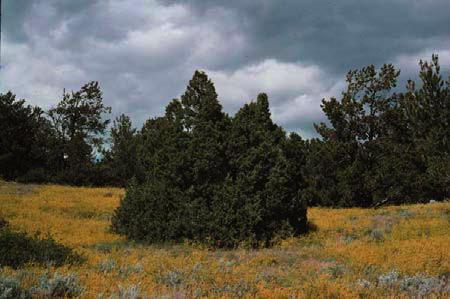 Plant Propagation Protocol for Juniperus scopulorum ESRM 412 Native Plant Production Spring 2010 Photos USDA-NRCS PLANTS