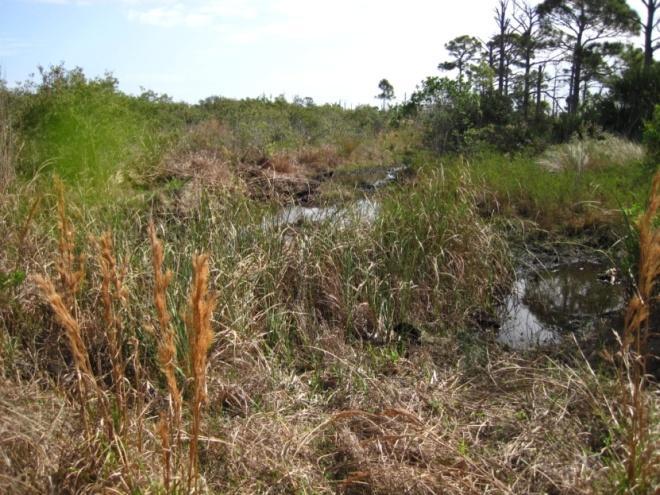 Brevard County EELS Coastal Jewel Site Malabar, FL March 3, 2011 Endangered, Florida Scrub- Jay What makes