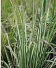 Height: 8 Foliage 6 Plumes pensylvanica A fine textured, deep green sedge that is useful in woodland gardens or shady areas.