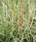Height: 8 Foliage 6 Plumes Zone(s): 4-8 N Overdam brachytricha A green, warm season grass that produces pink feathery plumes in the fall. Can tolerate some shade.