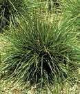 Height: 3-4 Foliage Eragrostis spectabilis PURPLE LOVE GRASS Bluish-green grass that turns reddish-bronze in the fall.