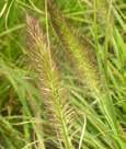 Height: 3 Foliage 4 Plume Zone(s): 6-10 N Cassian Pennisetum FOUNTAIN GRASS As the name implies, the grass appears to be a fountain spraying