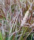Height: 18 Foliage 24 Plumes alopecuroides Little Bunny The smallest of the fountain grasses.